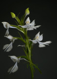 Habenaria dentata, Thailand