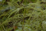 Bospaardestaart, Equisetum sylvaticum