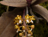 Malleola baliensis, flowers 5 mm
