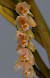 Pholidota articulata, flowers 1 cm