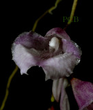 Rodriquezia sp. flowers 3 cm