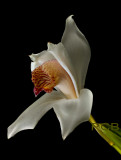 Cymbidium erythrostylum, flower 6 cm