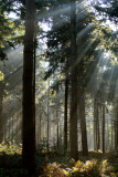 Nevelbos Gaasterland