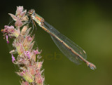 Houtpantserjuffer vrouw, Lestes viridis