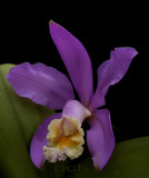 Cattleya loddigesii, botanic