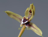 Maxillaria cerifera, wax on the lip