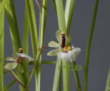 Ornithophora radicans, flowers 6 mm