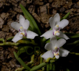 Pteroceras semiteretifolium, flowers about 2 cm