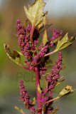 Chenopodium rubrum, close