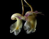 Dendrobium sp.  8 mm, transparent