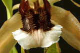 Coelogyne speciosa ssp. incarnata. lip