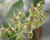 Dendrobium macrophyllum,  Papua new Guinea