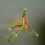 Bulbophyllum mistax