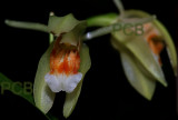 Coelogyne carinata