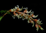 Gallery Dendrochilum orchids