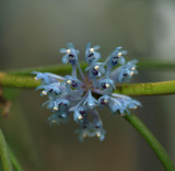 cleisocentron merrillianum, flowers 1 cm and really blue