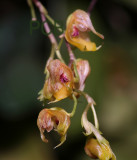 Scaphosepalum sp.  flower 1.5 cm