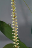 Dendrochilum cobbianum, green lip