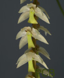 Dendrochilum cobbianum, green lip