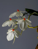 Aerangis rhodosticta, flowers 2 cm