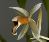 Coelogyne trinervis