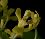 Gomesa planifolia, flowers about 1 cm across
