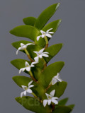 Aerangis sp.   flowers 1 cm