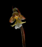 Anoectochilus sikkimensis, close, flower 1 cm