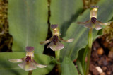 Chiloglottis trapeziformis, Australia, flowers 12-14 mm