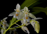 Chelonistele sulphurea, close relative to Coelogyne