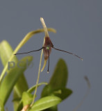 Bulbophyllum sp.  flower 1 cm across