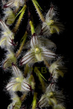 Bulbophyllum lindleyanum, close