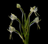 Habenaria bractescens, Brasil, flower 2.5-3 cm. spur 15 cm