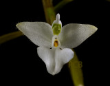 Ponthieva parvilabris, flower 12 mm