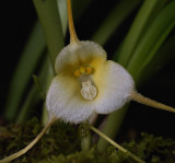 Dracula velutina var. xanthina