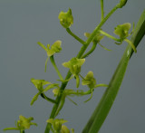 Liparis griffithii, flowers about 1 cm