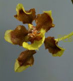 Oncidium planilabre, flower 3 cm