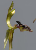 Chiloglottis formicifera, flower 1.5 cm