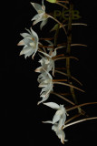 Aerangis biloba, flowers 3 cm
