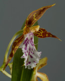 Odontoglossum tenue, flower 3 cm