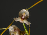 Masdevallia polysticta