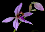 Ancistrochilus rothschildianus, flower 5 cm