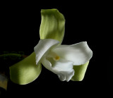 Lycaste angela alba, botanic !!