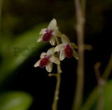 platystele gyroglossa, flower 3 mm across