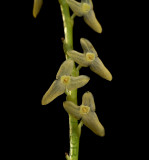 Stelis tridactyloides, flowers 4mm