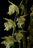Diaphananthe sp. flowers 2.5 cm