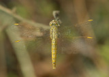 Brachythemis contaminata, female