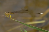 Copera chanthaburi, male