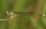 Copera ciliata, immature male