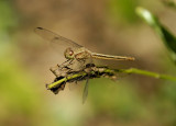 Neurothemis intermedia, female